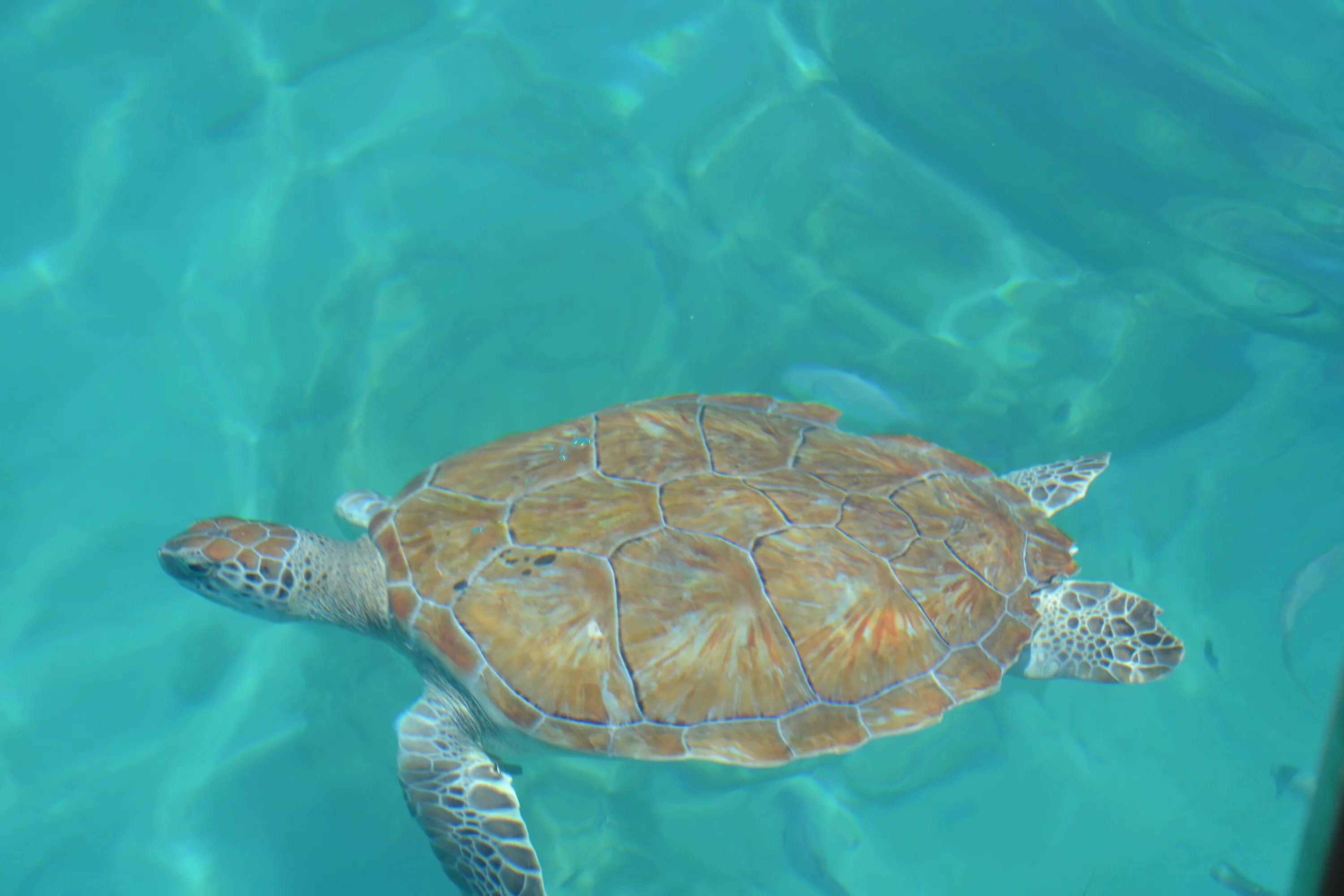 Голубая морская черепаха. Куб "морские черепахи" Murano. Черепаха плывет. Барбадос черепаха.