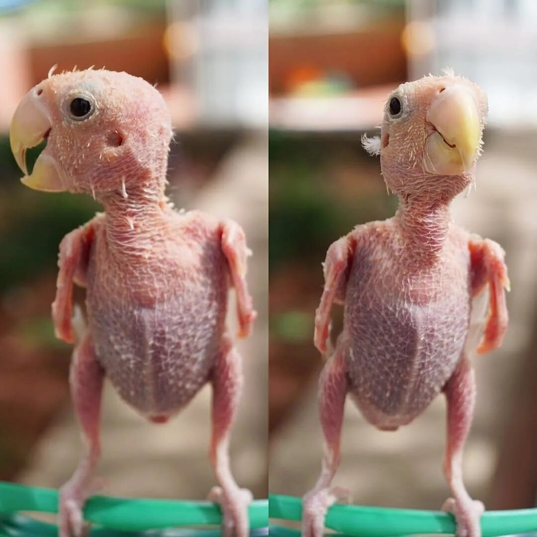 Человек животное без перьев