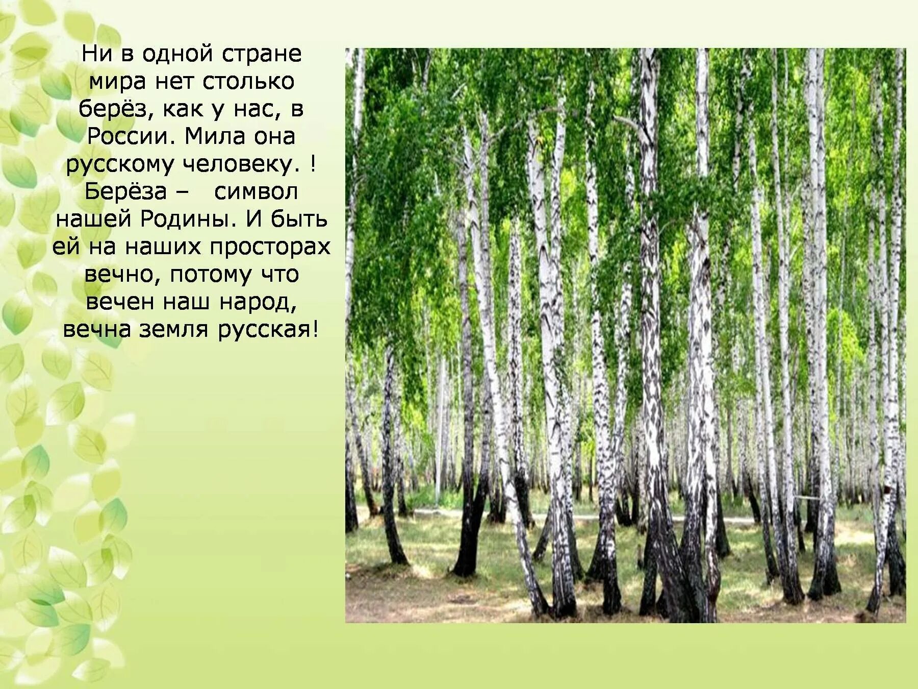 Стихотворение березовый лес