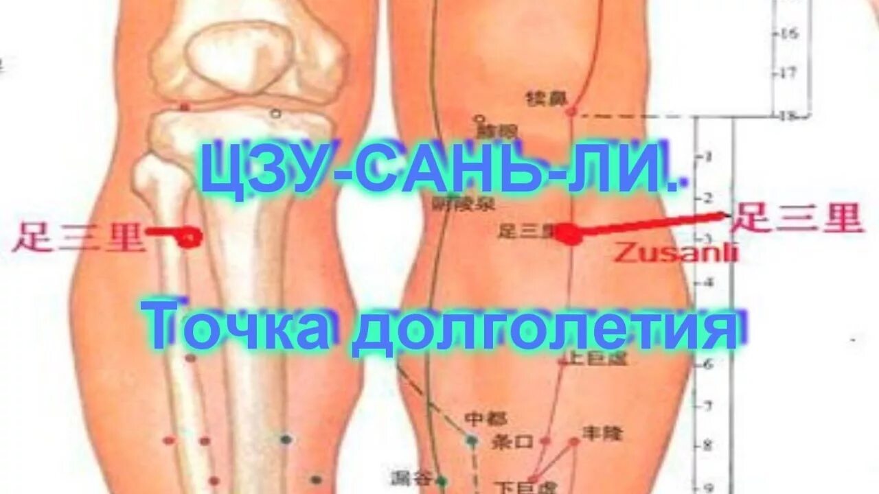 Как найти точку долголетия. Точка Цзу-Сань-ли. Точка е 36 Цзу-Сань-ли. Точка –е36 –Цзу-Сан-ли 36. Точки долголетия» - Цзу-Сан-ли – е36.