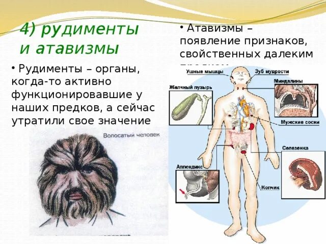 Каким образом рудименты и атавизмы доказывают. Атавизмы и рудименты человека. Рудименты и атавизмы у человека 8 класс биология. Рудименты и атавизмы примеры.