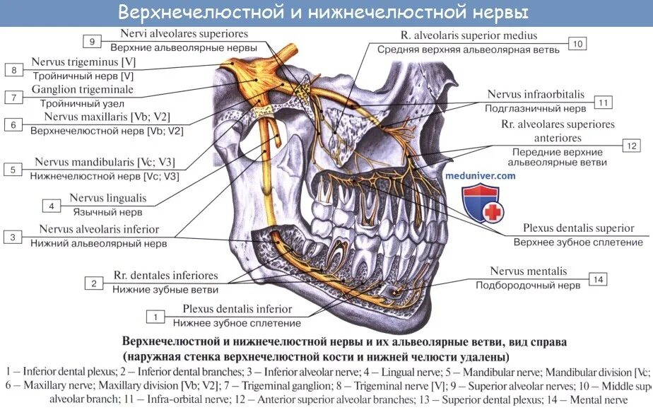 Верхние и нижние каналы. Ветви нижнечелюстного нерва анатомия. Носонебный нерв анатомия. Верхнечелюстная ветвь тройничного нерва схема. Анатомия нижней челюсти нерв.