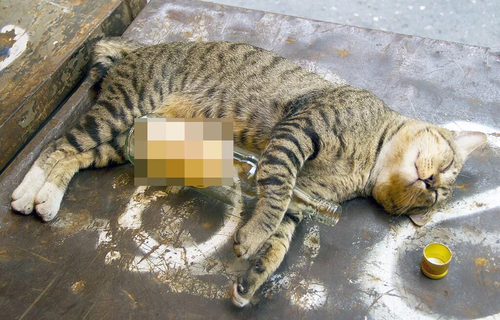 Кот вялый ничего не ест