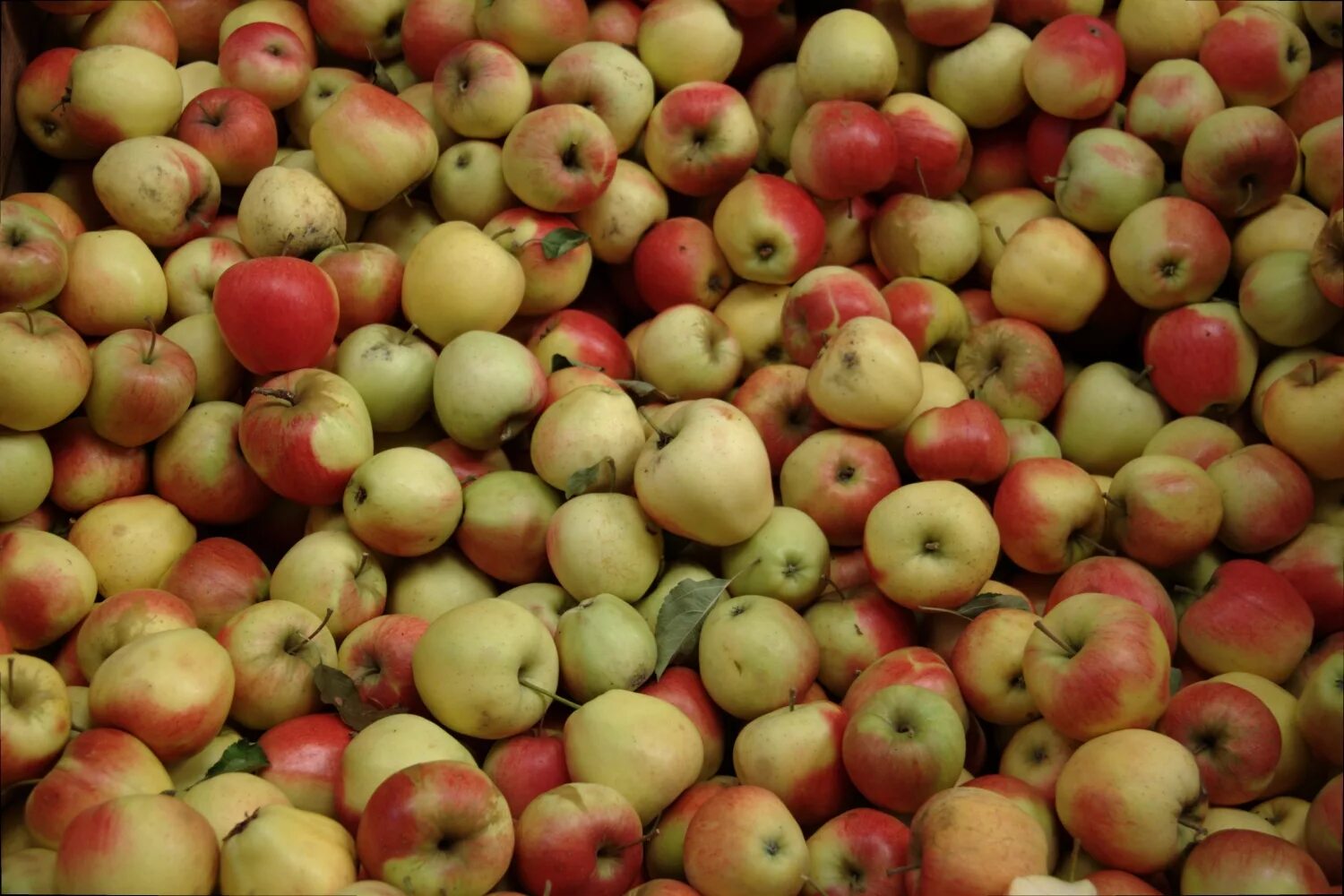Где можно купить яблоки. Яблоня Анисик Омский. Много яблок. Гора яблок. Кучка яблок.