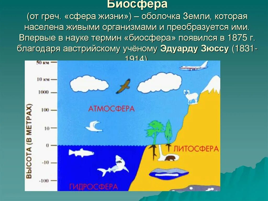 4 живая оболочка земли. Биосфера земная оболочка земли. Биосфера земная оболочка 6 класс география. Сферы земли география. Биосфера оболочка жизни.