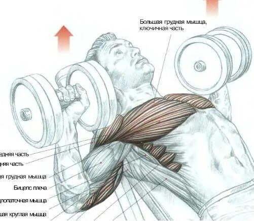 воспаление мышц грудной клетки. миозит грудных мышц. воспаление мышц миозит. миозит грудных мышц. боль в мышцах.