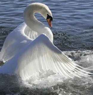 Нацу секс watch online