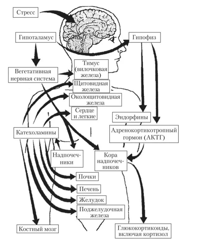 Стресс процессы в организме. Схема Нейро-гуморальной регуляции стресс реакции. Схема нейрогуморальной регуляции стресс реакции. Физиологические механизмы стресса схема. Стресс лимитирующие системы схема.