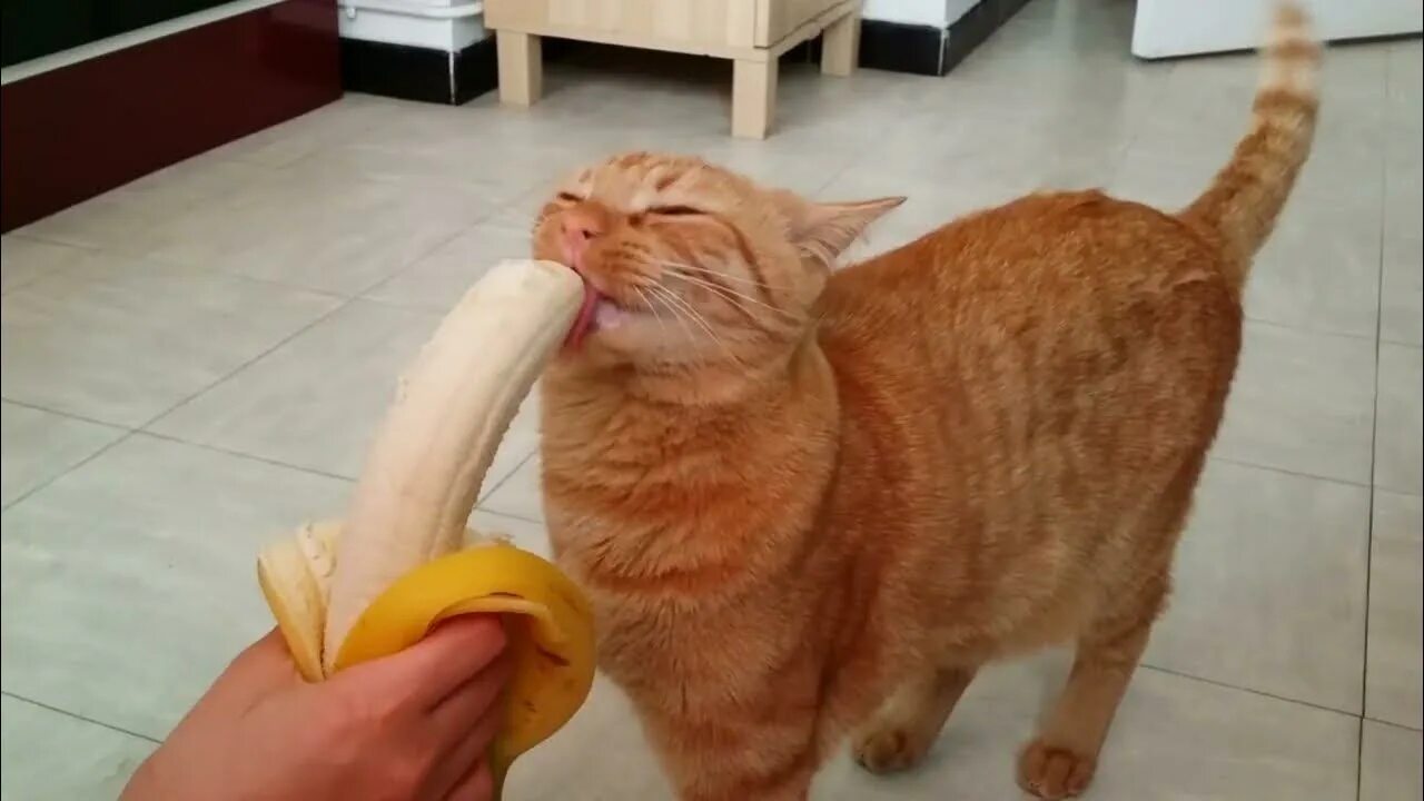 Cat tries