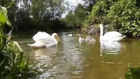 Крапиве лебеде песня