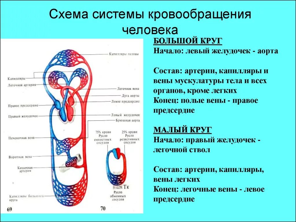 Происходит образование венозной крови из артериальной круг. Круги кровообращения человека схема. Большой круг кровообращения схема. Малый круг кровообращения схема сосудов. Схема большого круга кровообращения у человека.