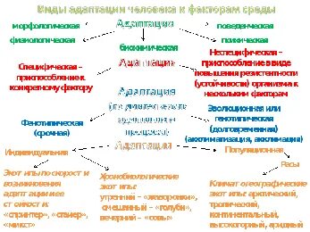 Таблица адаптации 11 класс