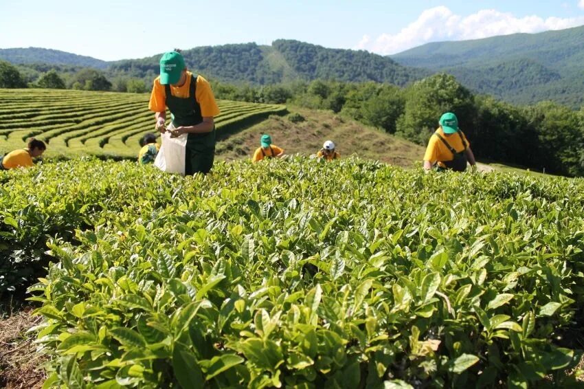 В россии растет чай. Краснодарский чай плантации. Плантации чая в Краснодарском крае. Мацеста чайные плантации. Чайные плантации Мацеста чай.