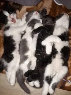 Объявление бесплатных котят кикма