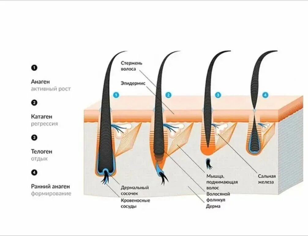 Насколько подробно. Стадии роста ресниц анаген катаген телоген. Анаген строение ресниц. Строение волоса жизненный цикл ресниц. Фаза роста ресниц анаген катаген телоген.