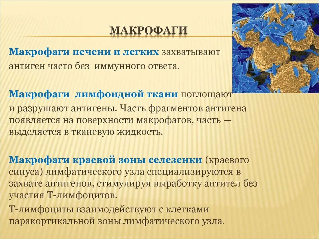 Антигены макрофагов