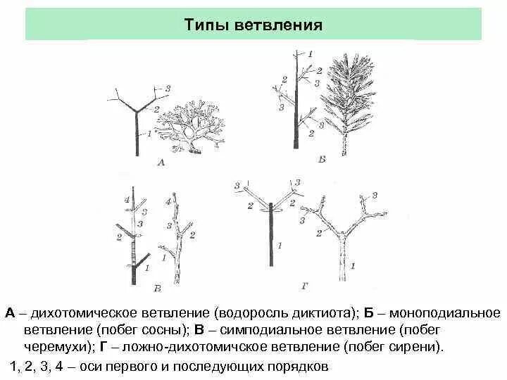 Типы нарастания. Дихотомически ветвящийся побег. Мутовчатое ветвление побега. Типы ветвления побегов дихотомическое. Моноподиальное ветвление сосны.