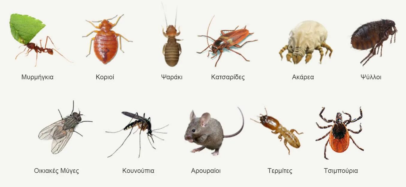 Насекомые в квартире. Название домашних насекомых. Домашние насекомые названия. Насекомые вредители в доме.