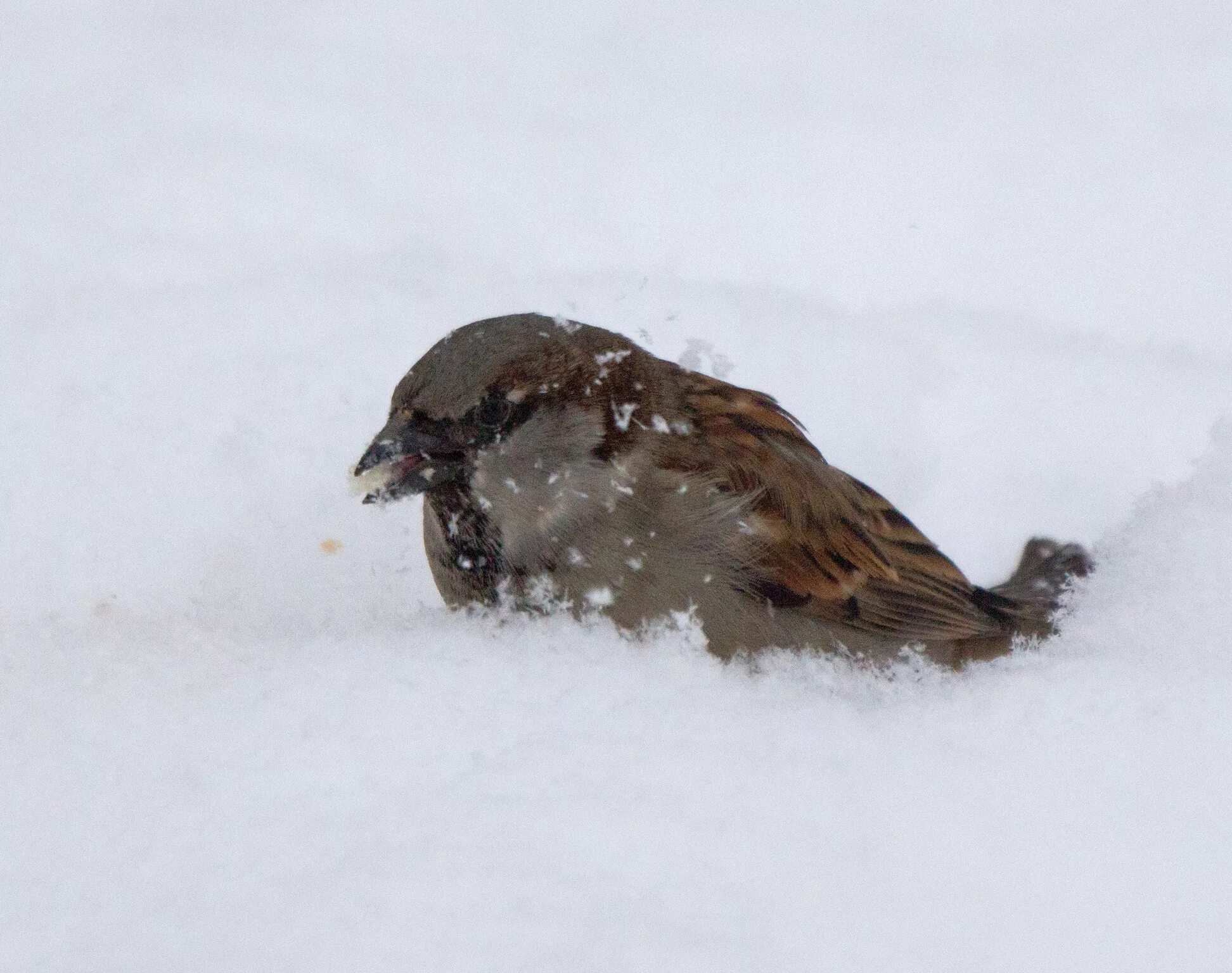 птицы зимой воробей. воробьев снег. зимующие воробьи. воробей. воробей зимой рисунок.