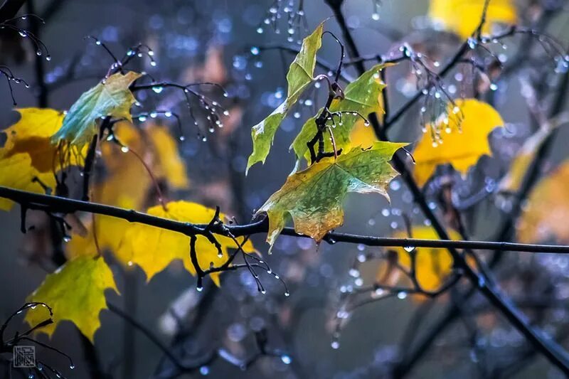 Дождливая осень. Осень дождь. Октябрь природа дождь. Красивая осень дождь. Падает снег и кружатся листья