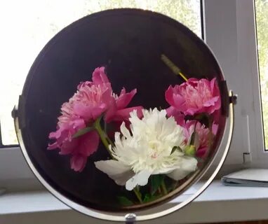 Цветы отражаются в зеркале