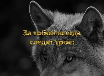 Следим всегда