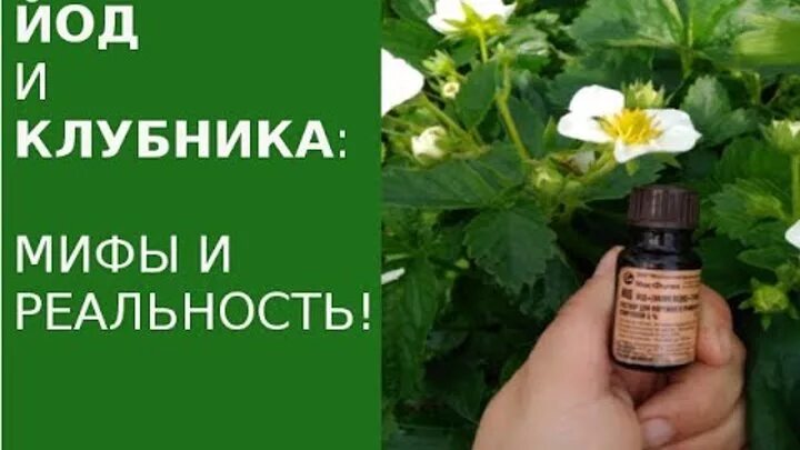 Обработка клубники йодом. Йод для клубники. Йод. Мифы и реальность. Йод от болезней клубники. Филад-йод для клубники.