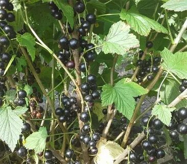 Сорта смородины для средней полосы