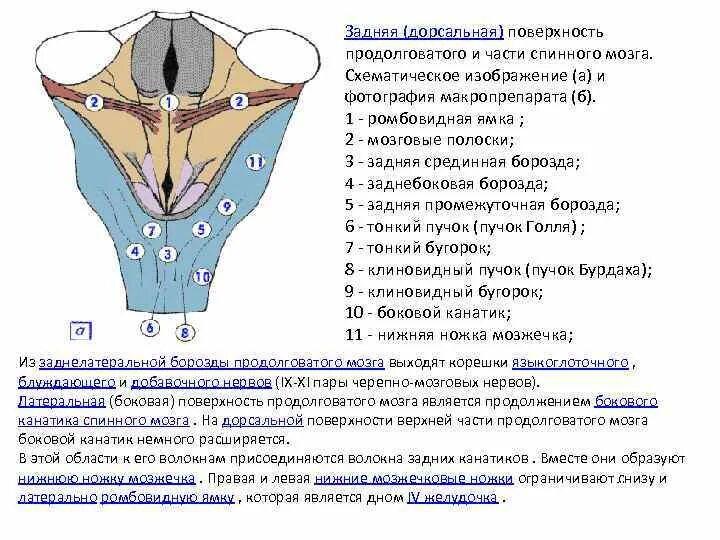 Дорсальная поверхность мозга. Продолговатый мозг задняя дорсальная поверхность. Задние канатики продолговатого мозга. Дорсальная поверхность продолговатого мозга. Образования дорсальной поверхности продолговатого мозга.