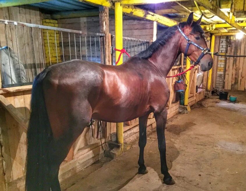 Кск вольный ветер екатеринбург. Лошади волгоградской области. Лошади волгоград. Лошади волгоград. Конная полиция волжский.