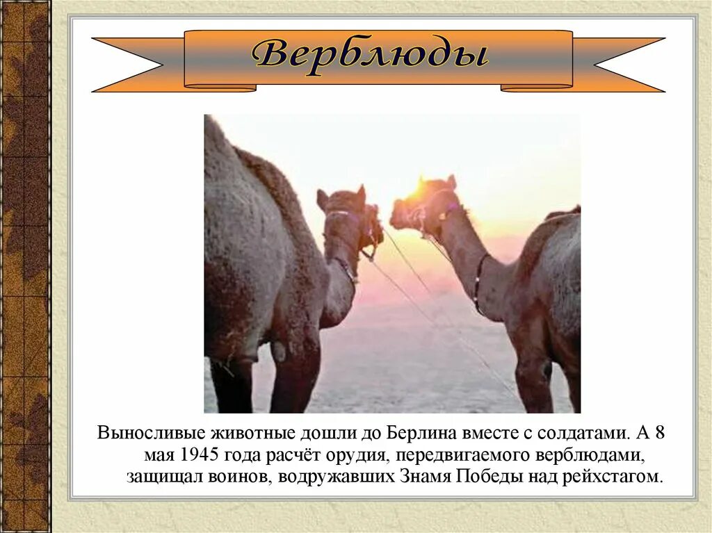 Верблюды выносливые и полезные животные впр. Животные великой отечественной войны верблюды. верблюды на войне. животные вов верблюды. выносливые животные.