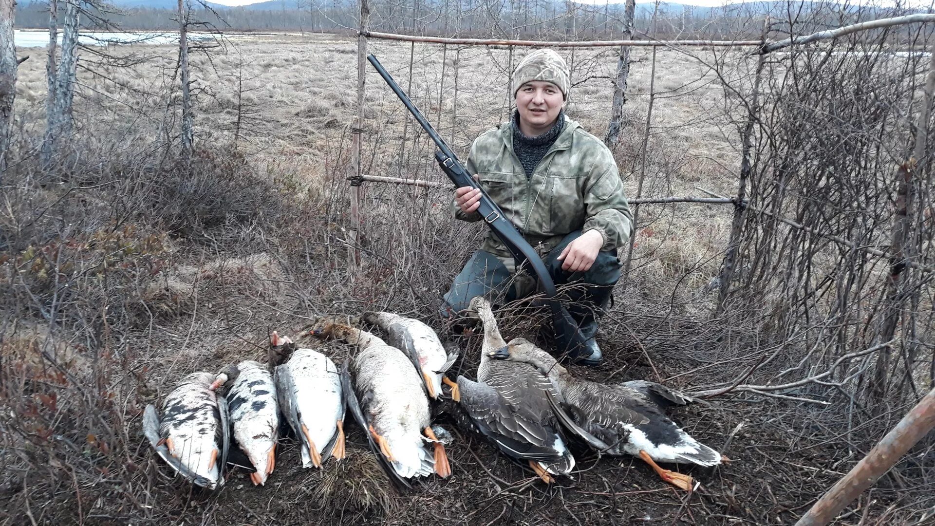 С какого числа открывается охота. Охота на гуся в Коми 22г. Охота на гуся в Костромской области в 2022. Весенняя охота.