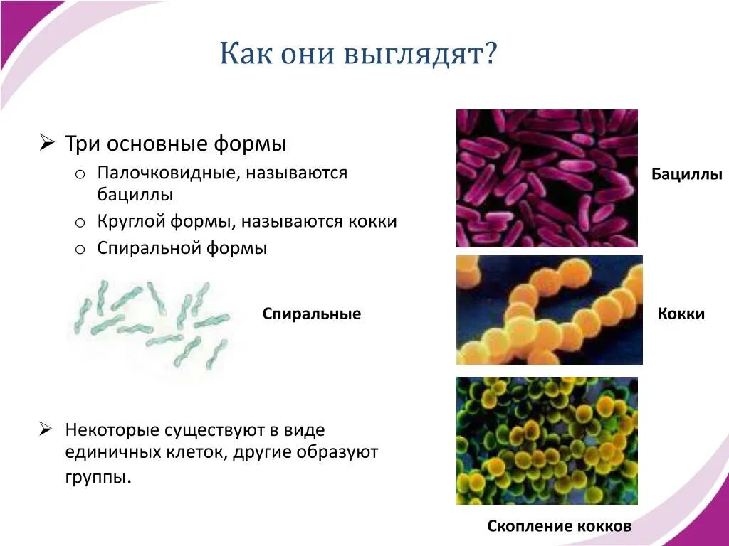 Бактерии примеры названия. Кокки палочковидные и бациллы. Палочковидными (бациллы, клостридии). Палочковидные бактерии кокки. Палочковидные бактерии названия.