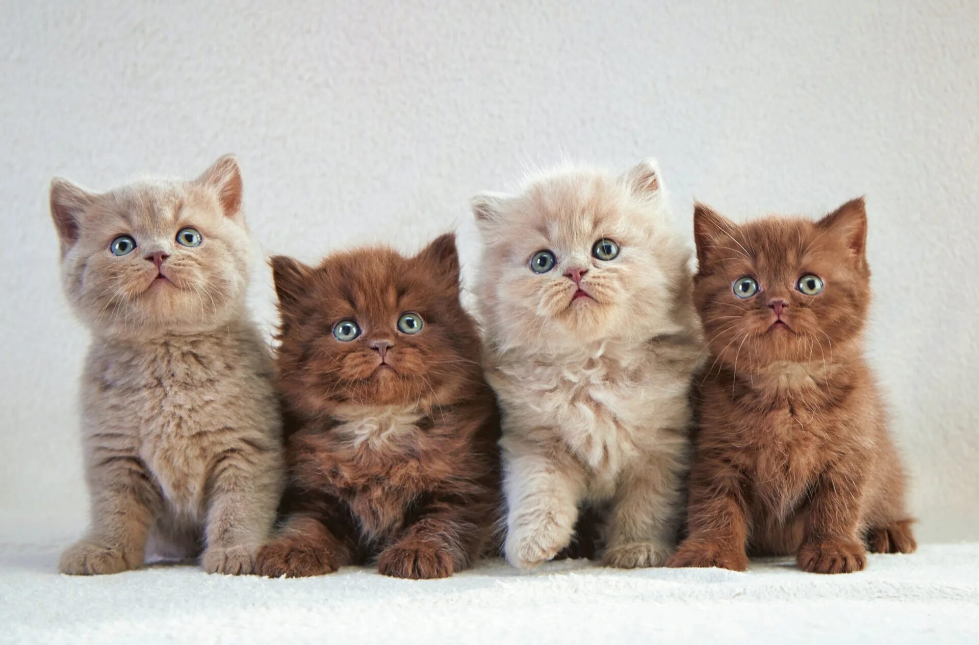 Котики в ряд
