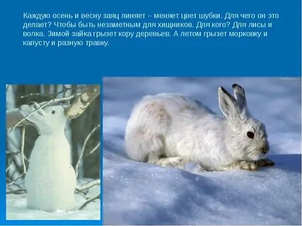 Какие животные линяют и меняют мех