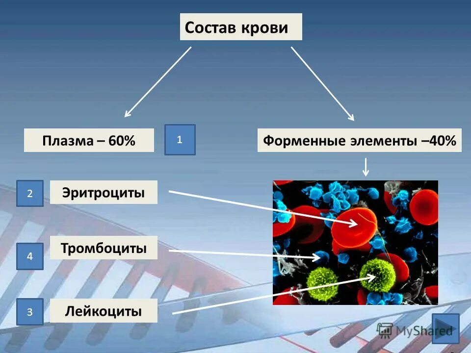 Минеральный состав крови. Состав крови плазма и форменные элементы. Кровь плазма тромбоциты эритроциты.