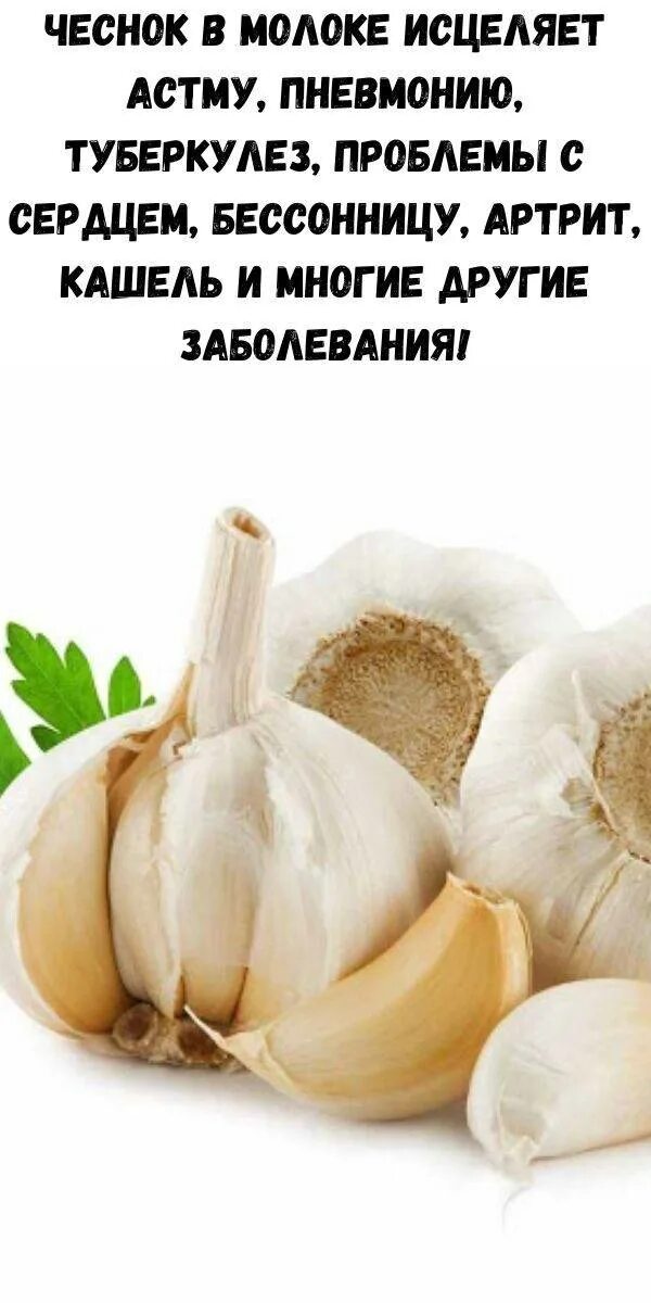 Можно ли есть чеснок при геморрое. Чеснок. лук, чеснок и молоко. сильные природные антибиотики. день любителей чеснока.