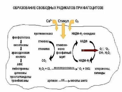Механизм образования радикалов