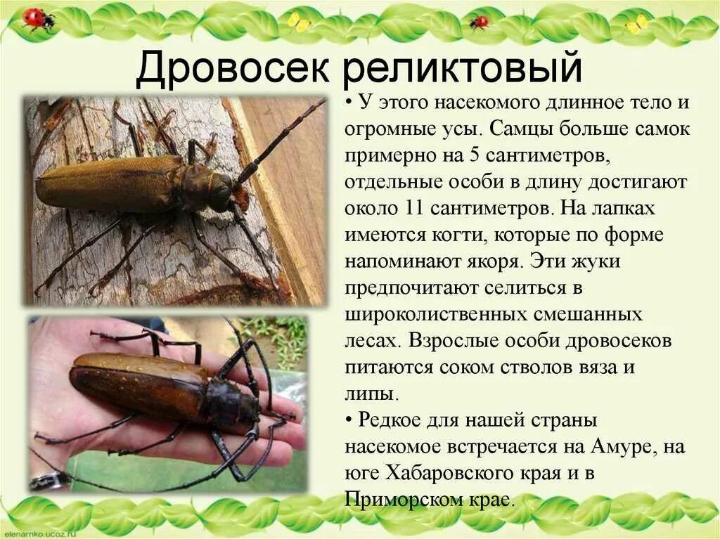Дровосек реликтовый краткое описание