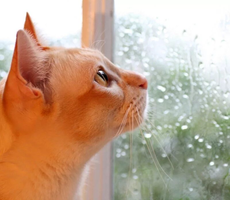 Еще летом года стало. Рыжий кот. Рыжий кот и дождь. Дождь за окном кот. Одинокий котенок.