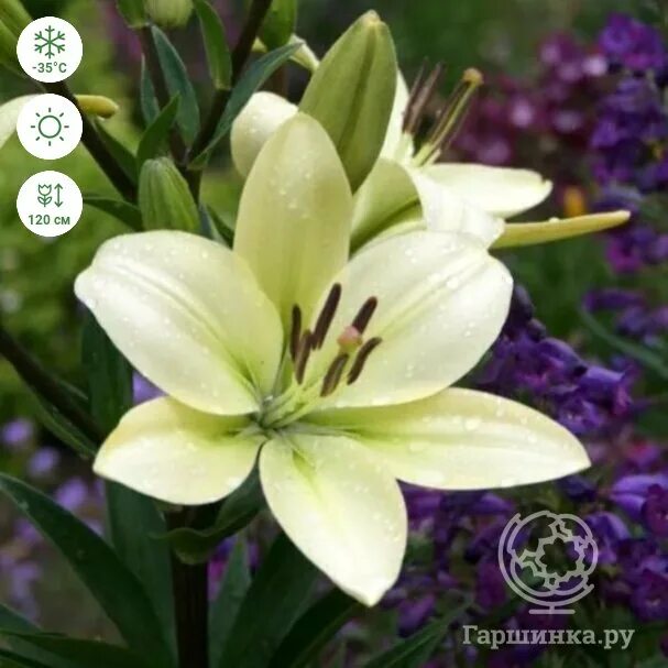Lily forum