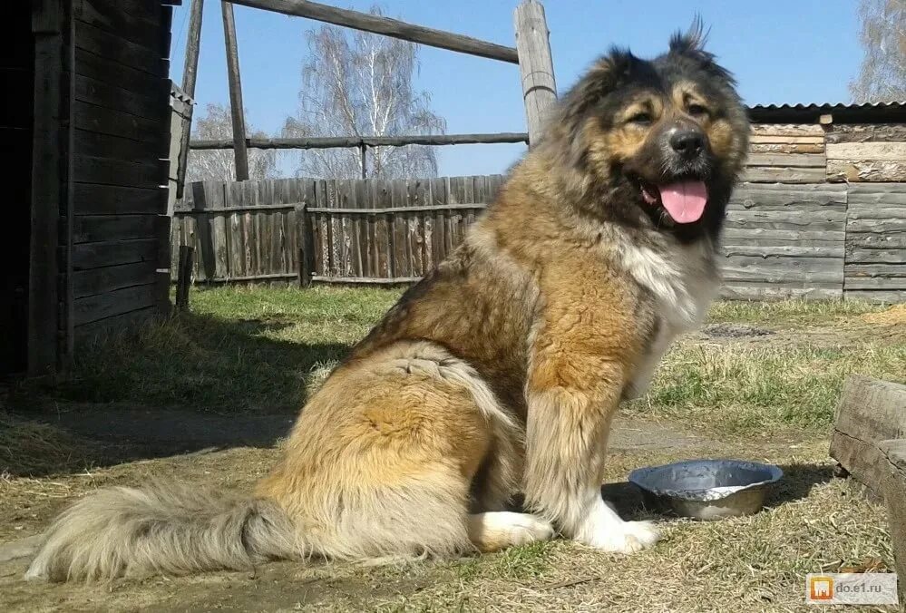 Добрая кавказская овчарка
