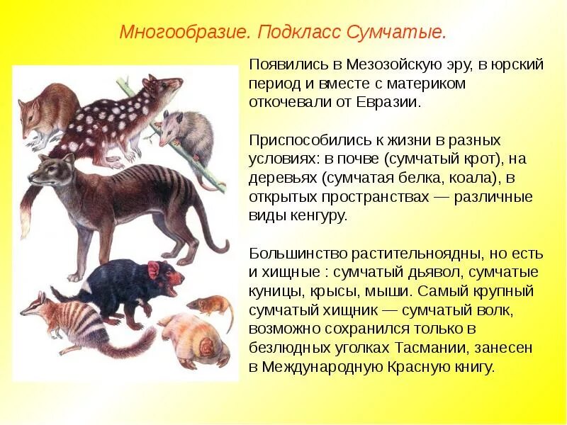 Два класса млекопитающих. Отряды млекопитающих сумчатые. класс млекопитающие многообразие. сумчатые животные многообразие. многообразие отряда сумчатые.