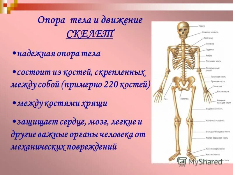 Окружающий мир 3 класс опора и движение. Кости скелета человека 3 класс окружающий мир. опора тела и движение. сообщение о скелете человека. опора тела и движение 3 класс.