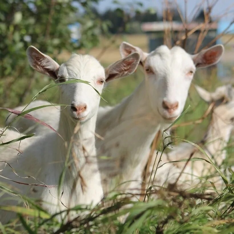 Козел goat. Козы на деревьях в марокко. Коза страны. Коза ностра ферма. Финская порода коз.