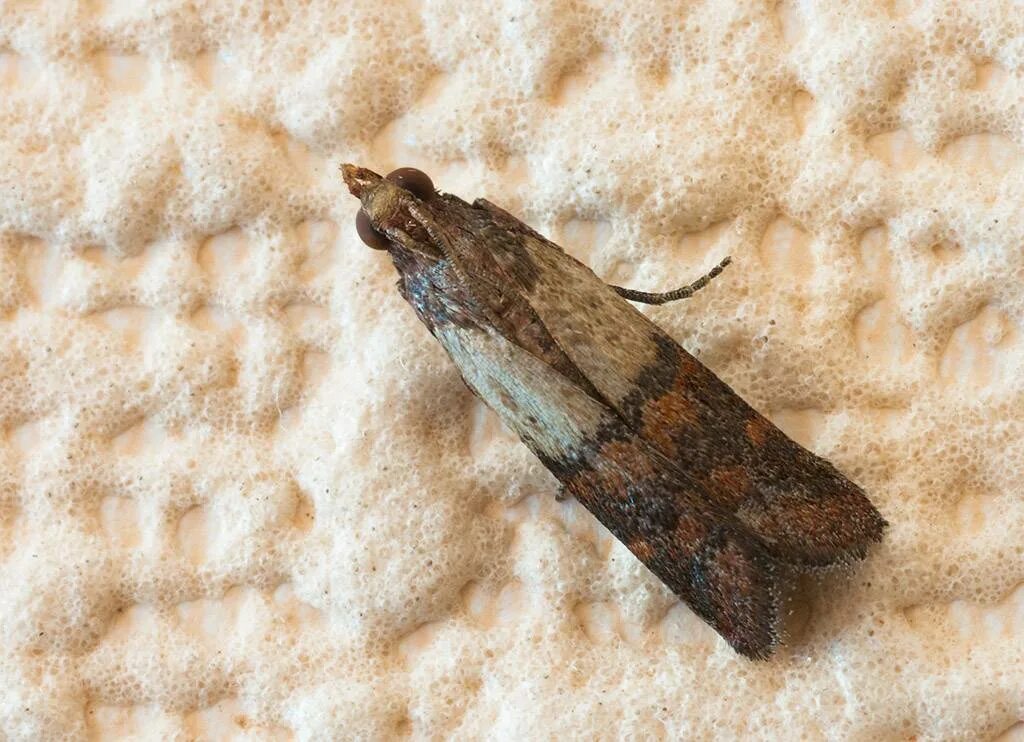 Большая коричневая моль. Зерновая совка (apamea sordens. Изъеде ая молью. Моль платяная шелкопряд. Аргентинская кактусовая бабочка-огневка.