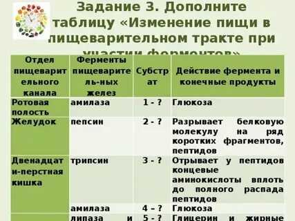 Ферменты 12 перстной кишки