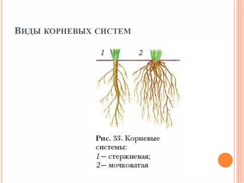 Мочковатая корневая система. Типы корневых систем. Схема корневой системы.