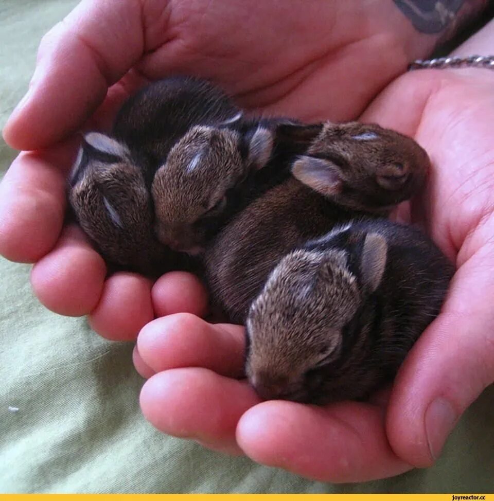 Новорожденные крольчата. Маленькие кролики Новорожденные. Новорожденные декоративные кролики. Карликовый кролик новорождённый.