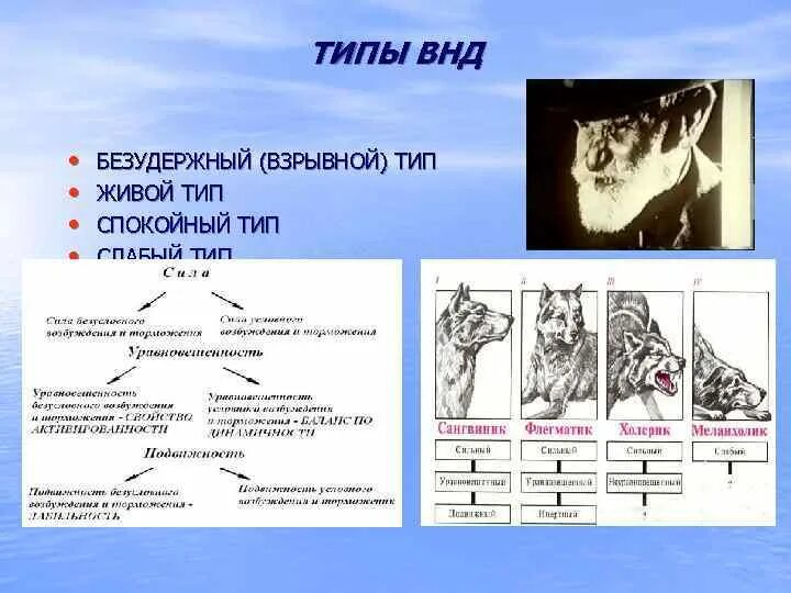 Высшая нервная деятельность человека презентация. Типы высшей нервной деятельности (и.п.Павлов) физиология. Характеристика типов высшей нервной деятельности. Типы ВНД собак схема. Типы высшей нервной деятельности собак по и.п Павлову таблица.